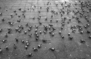 Taubenbekämpfung Hamburg