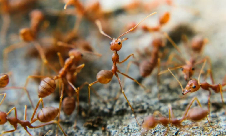 Ameisenbekämpfung Hamburg