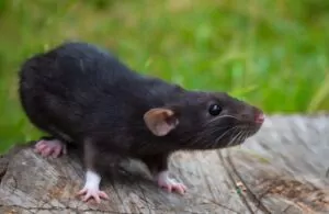 Rattenbekämpfung Hamburg