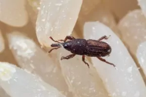 Kornkäferbekämpfung Hamburg